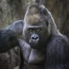 black gorilla on brown tree branch during daytime