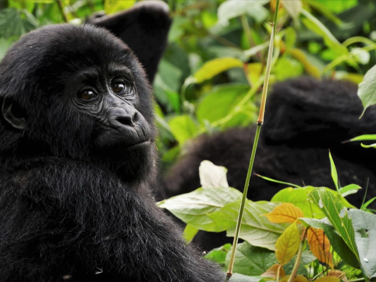 black gorilla in green leaves