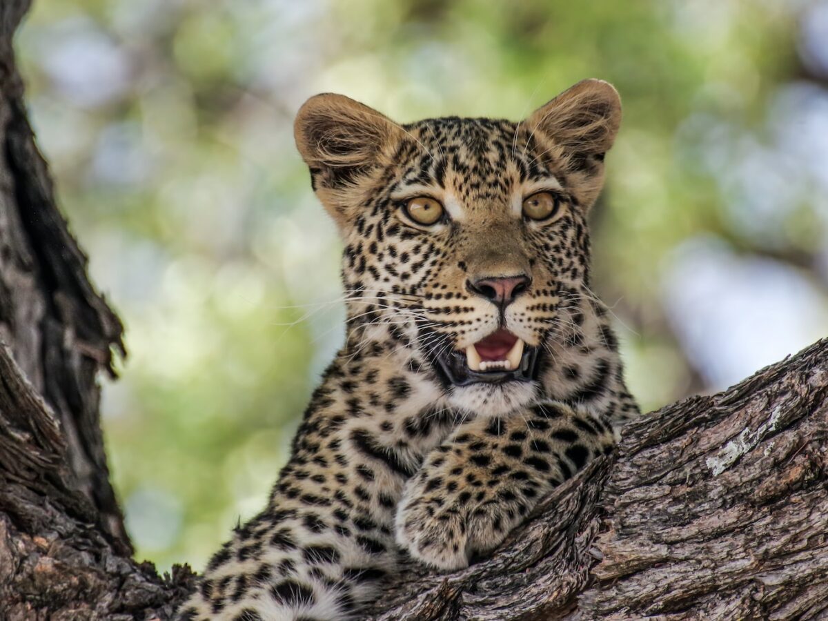 leopard on brown tree branch during daytime