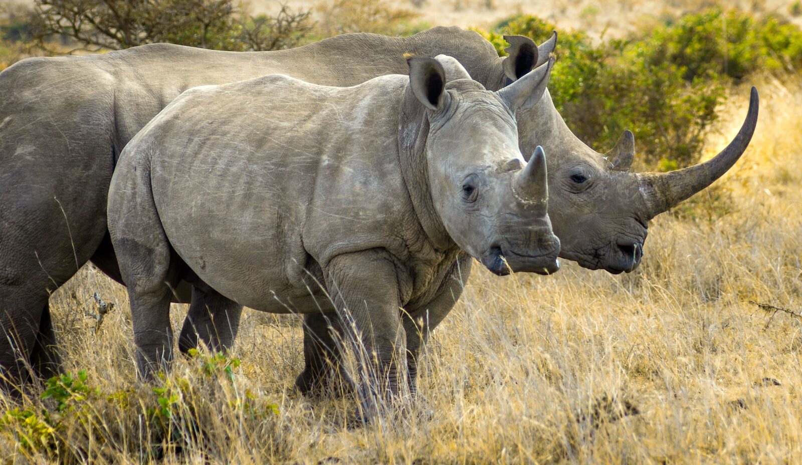 grey rhinoceros on brown grass field during daytime