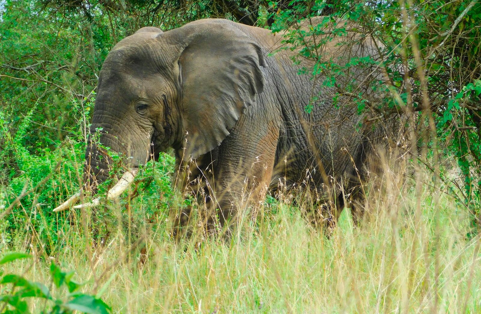 an elephant in the wild